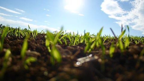 Cover Crops Boost Soil Microbiome