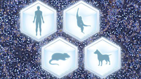 Tips/Tricks for Working with Plateable Hepatocytes