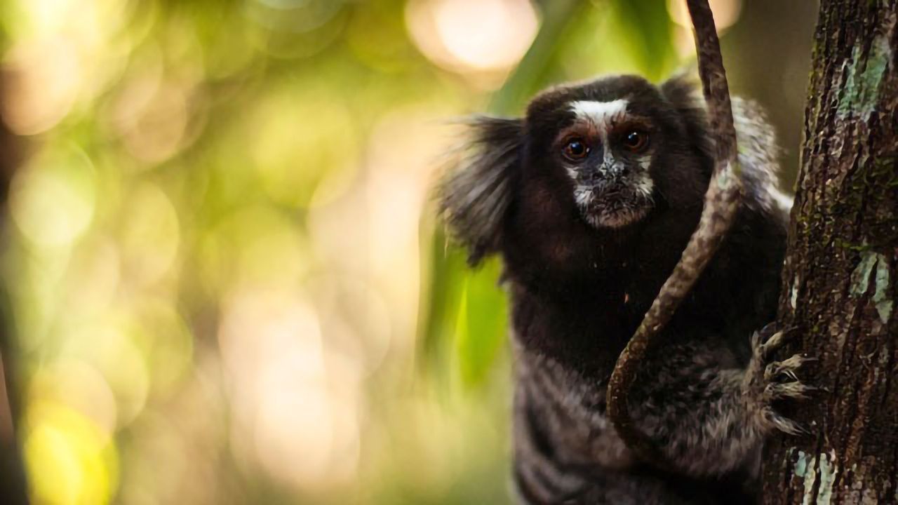 Marmoset Stem Cells Could Be New Way To Study Parkinson's