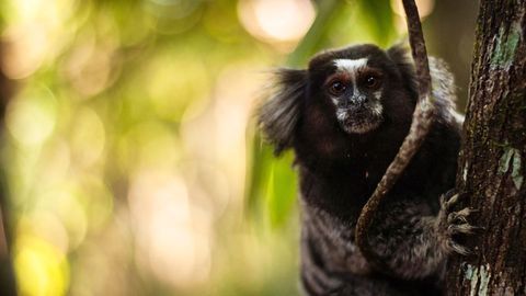 Marmoset Stem Cells Could Be New Way To Study Parkinson's