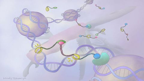 DNA-binding Molecule Could Advance Gene Therapies