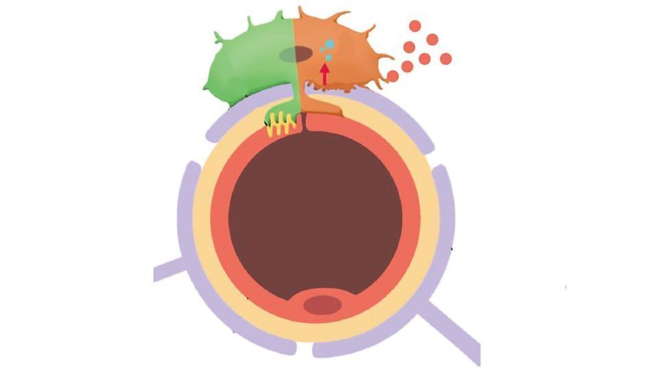 Twofaced Microglia Damage the BloodBrain Barrier Technology Networks