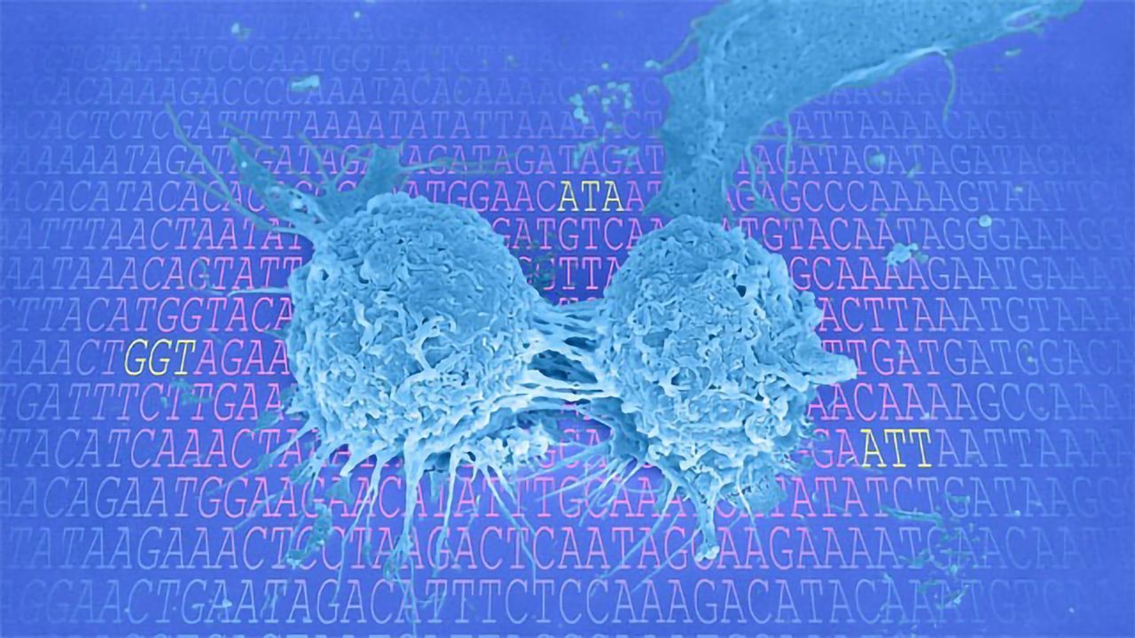 Boosting Protein Production in Cell Division