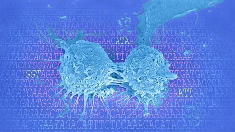 Boosting Protein Production in Cell Division