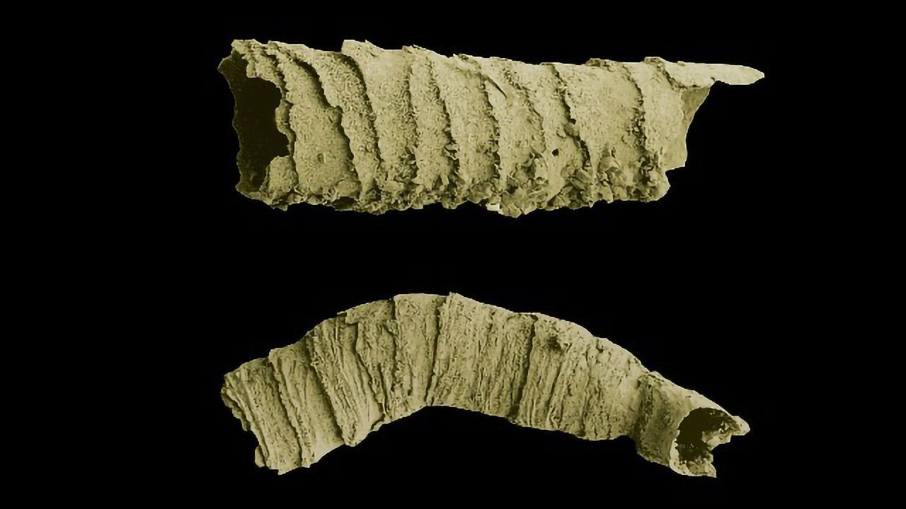 Ancient Animals: Cloudina