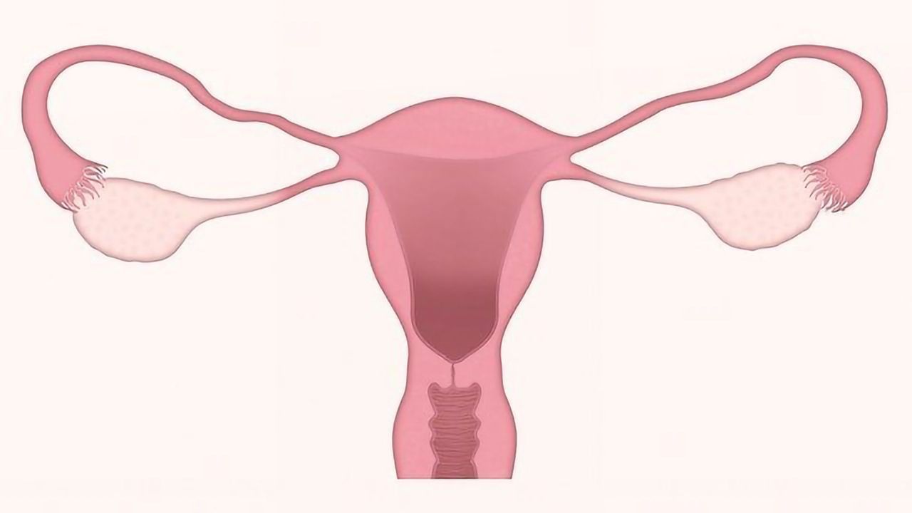 Egg Stem Cells Do Not Exist