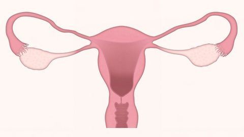 Egg Stem Cells Do Not Exist