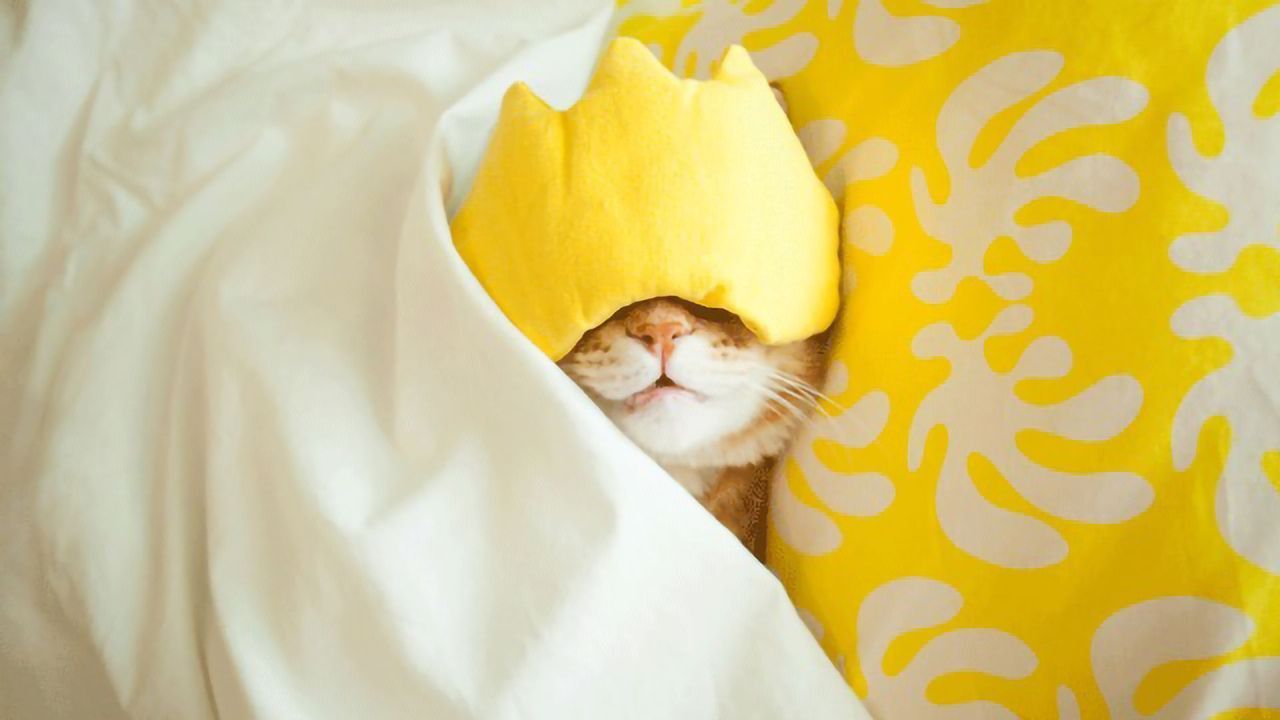 Sleeping on the Wild Side