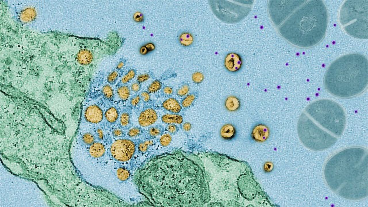 Soaking Up Bacterial Toxins