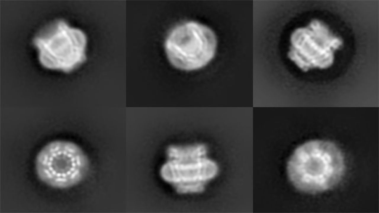 Images of "Invisible" Holes on Cells May Jumpstart Research