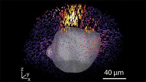 Imaging Technique Reveals 3D Forces Exerted by Tiny Cell Clusters