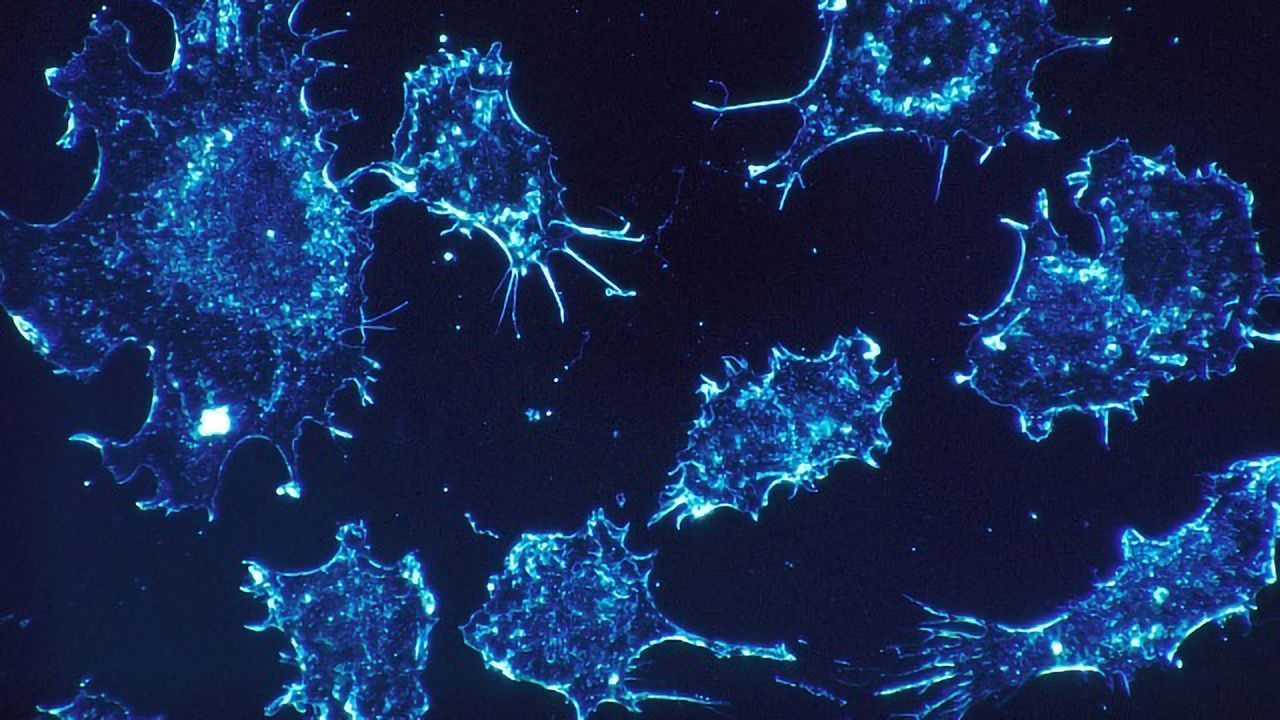 New Platform for Cancer Diagnostics and Drug Testing Developed