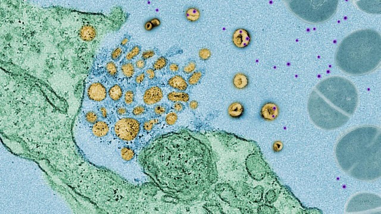 Newfound Cell Defense System Features Toxin-Isolating "Sponges"