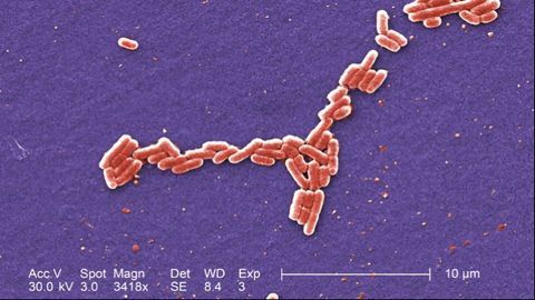 Redesigning the Way Bacteria "Talk" to Each Other