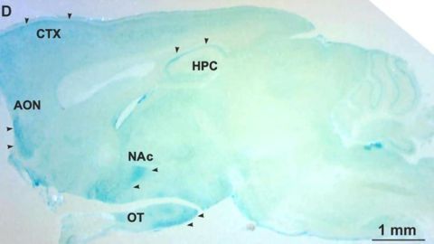 Researchers Discover Role in the Emotional Brain for Neurotransmitter