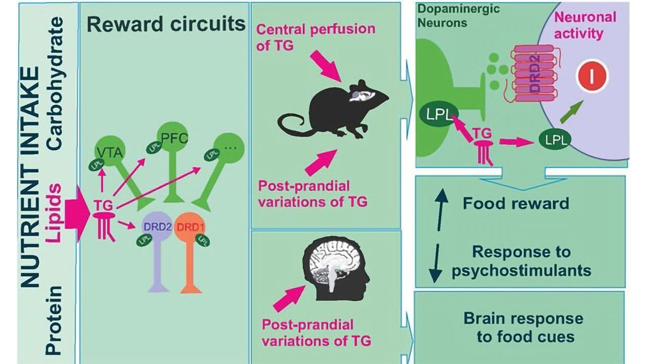 Triglycerides Found To Control Reward Neurons