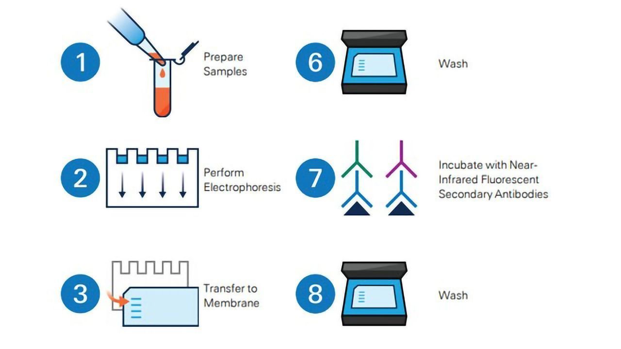 Handbook of Assays for Developing Targeted Therapeutics