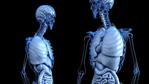 New Stem Cells That Can Generate New Bone Discovered