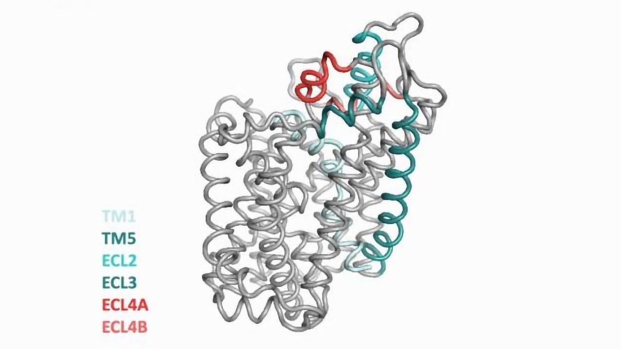 Knowledge of Protein Structure in the Brain Could Lead to Novel Drugs