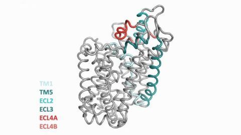 Knowledge of Protein Structure in the Brain Could Lead to Novel Drugs