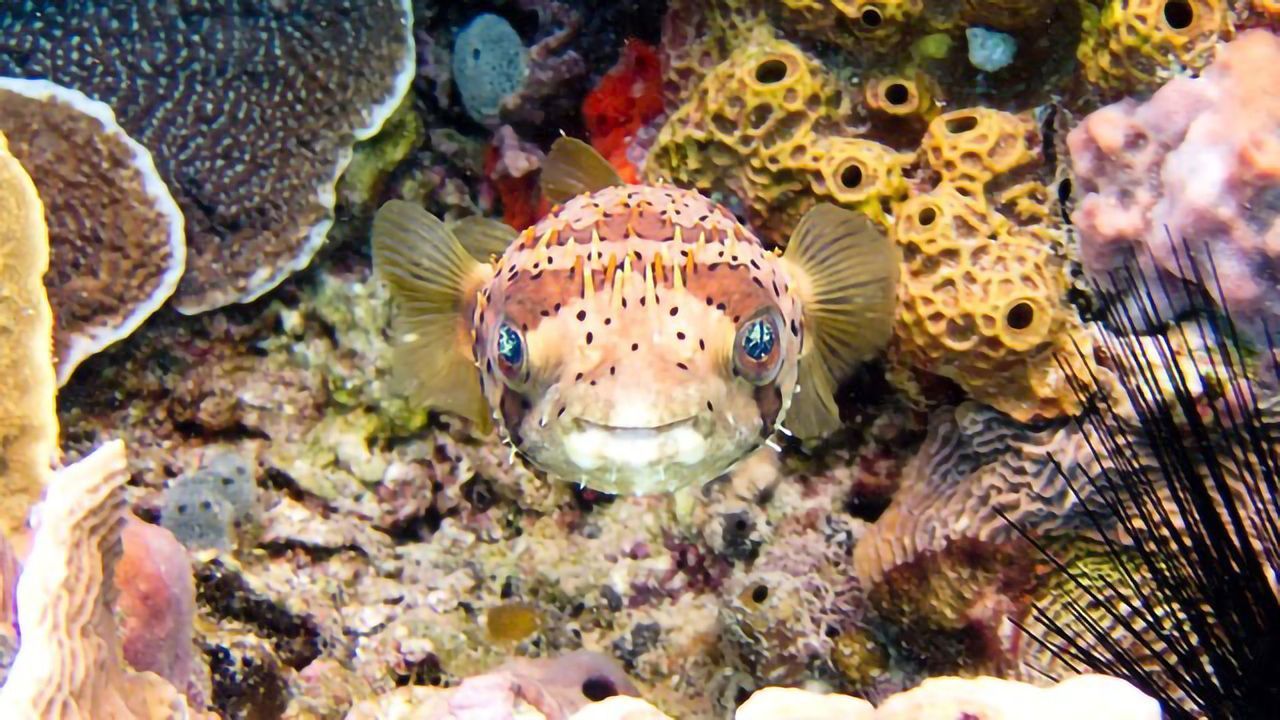 Making Puffer Fish Toxin in a Flask