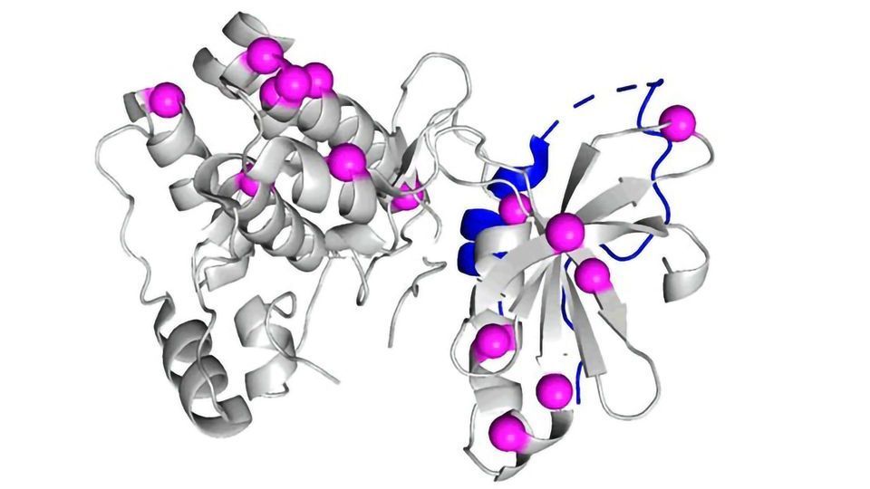 Resurrecting Ancient Proteins Reveals Origin of Protein Regulation