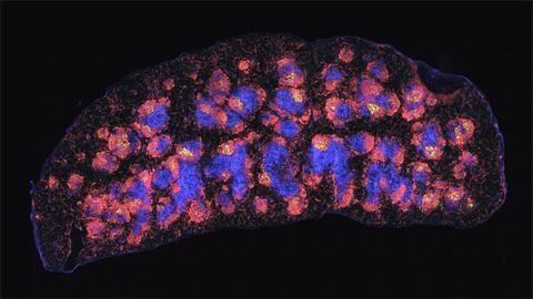 Immunological Memory Gets a Little Help