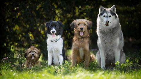 Which Is the Bravest Breed? Study Examines Dog Behavior