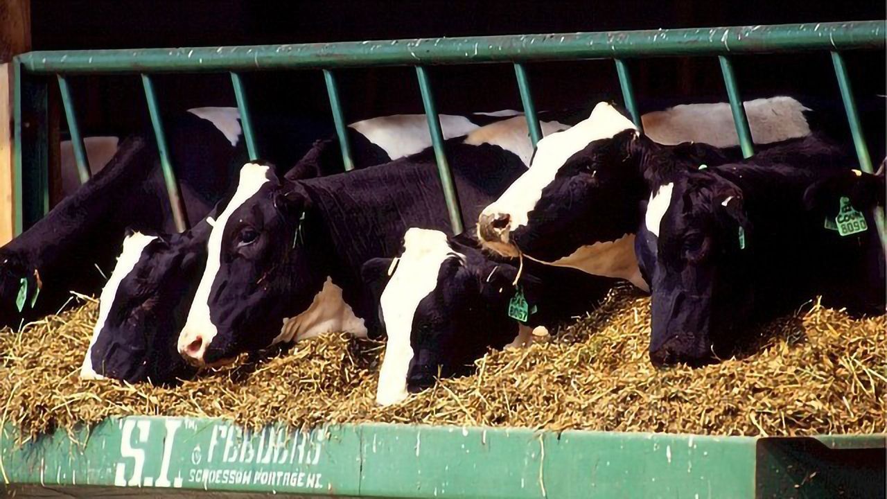 Removing Excess Phosphorus From Ethanol Production By-product Could Reduce Water Pollution