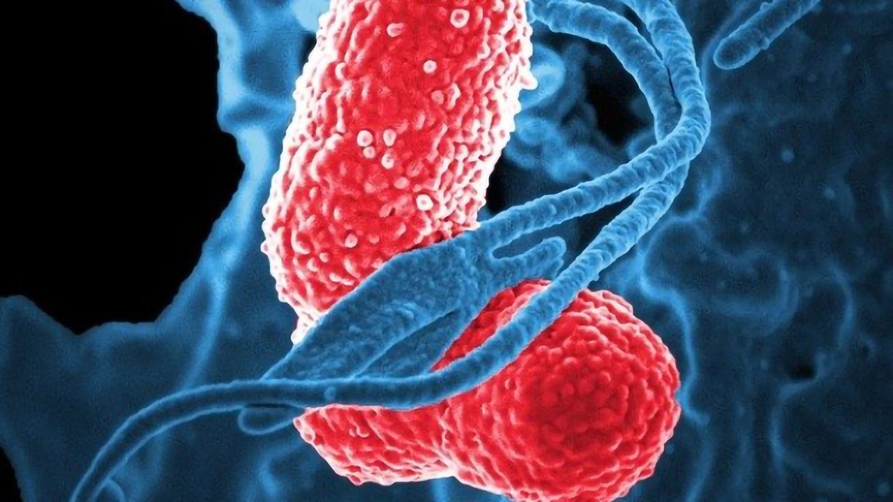 Bacteria Thwart Antibiotics Using a Crystalline Shield