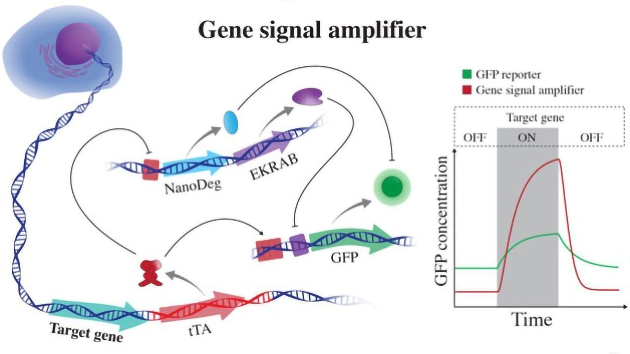 Chromosome-level Detectors Track Activity in Cells