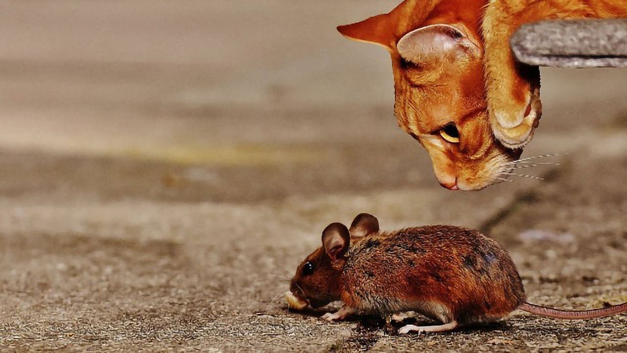 In the Developing Brain, There's More Than One Theory of Mind