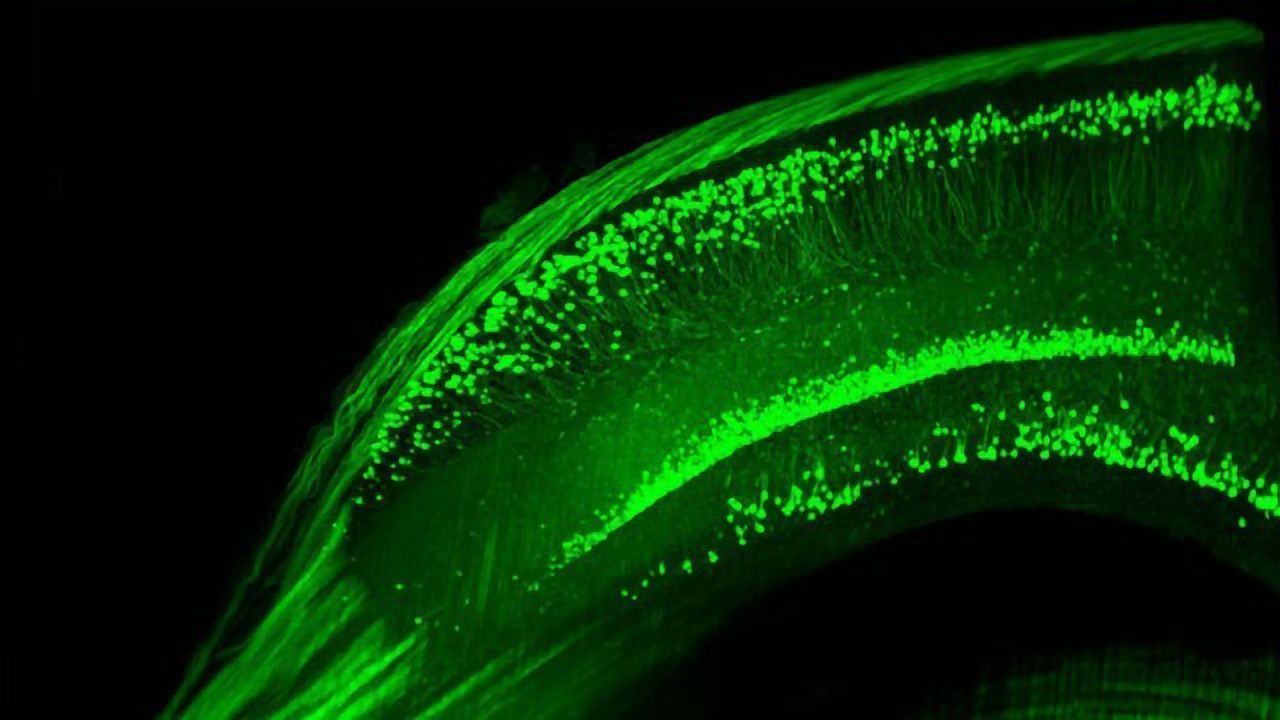How a Notorious Doping Agent Boosts Body and Brain