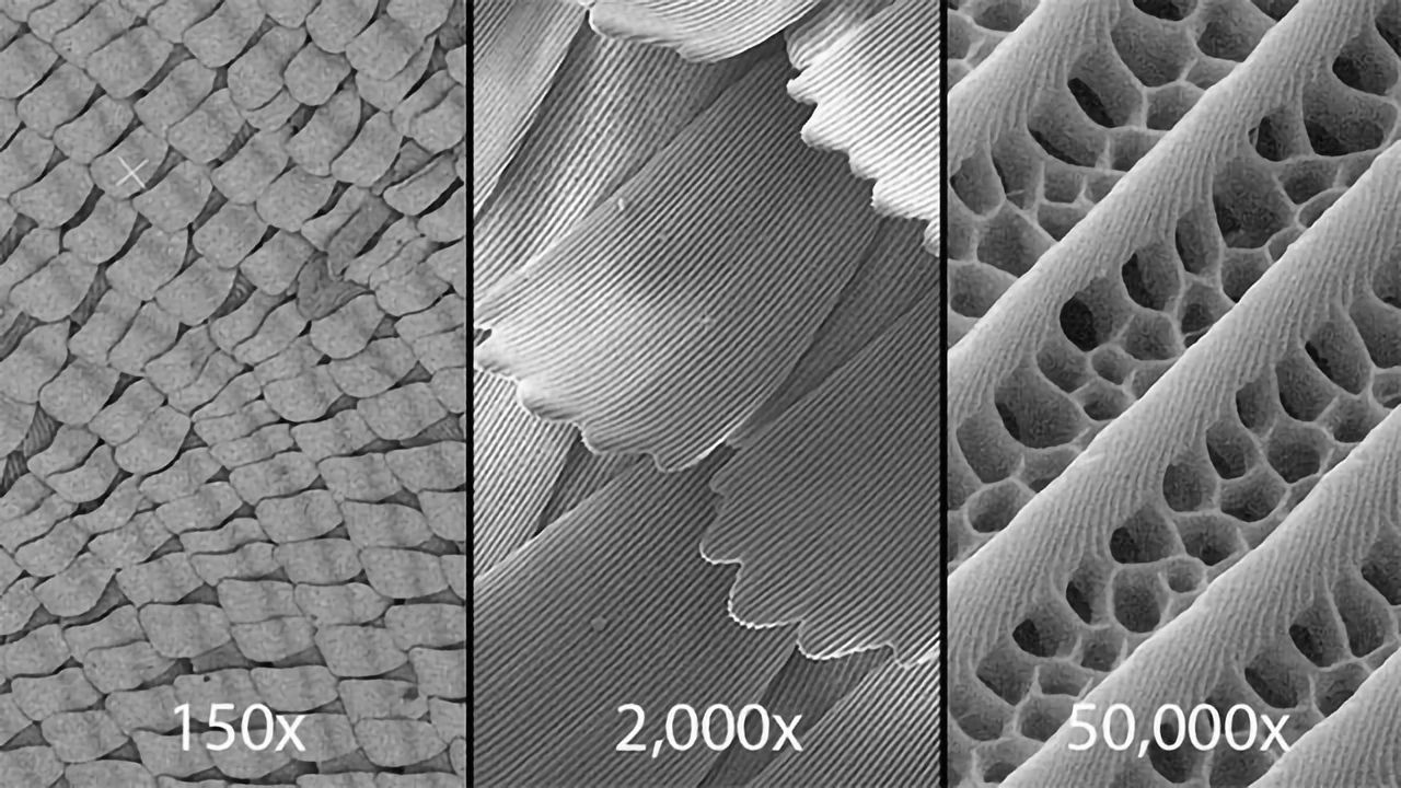 Zooming In: Butterfly Wings