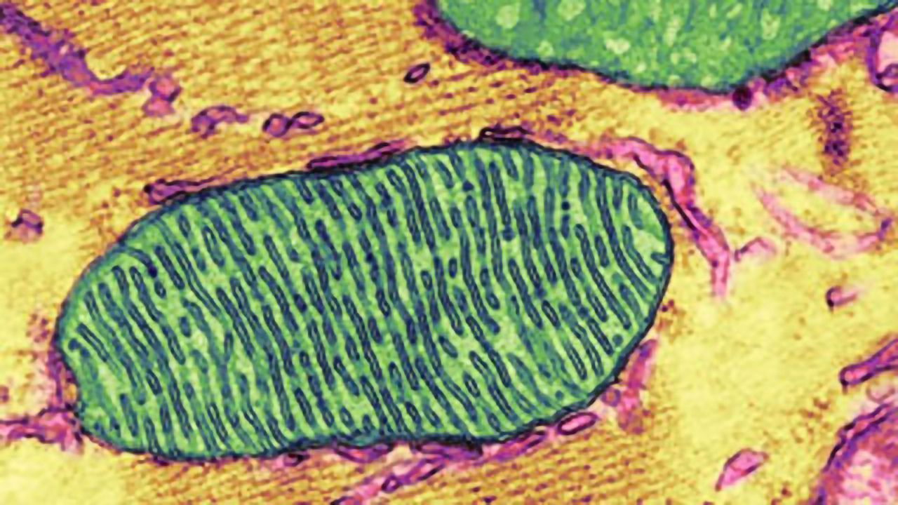 Maintaining Mitochondrial Resilience
