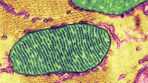 Maintaining Mitochondrial Resilience