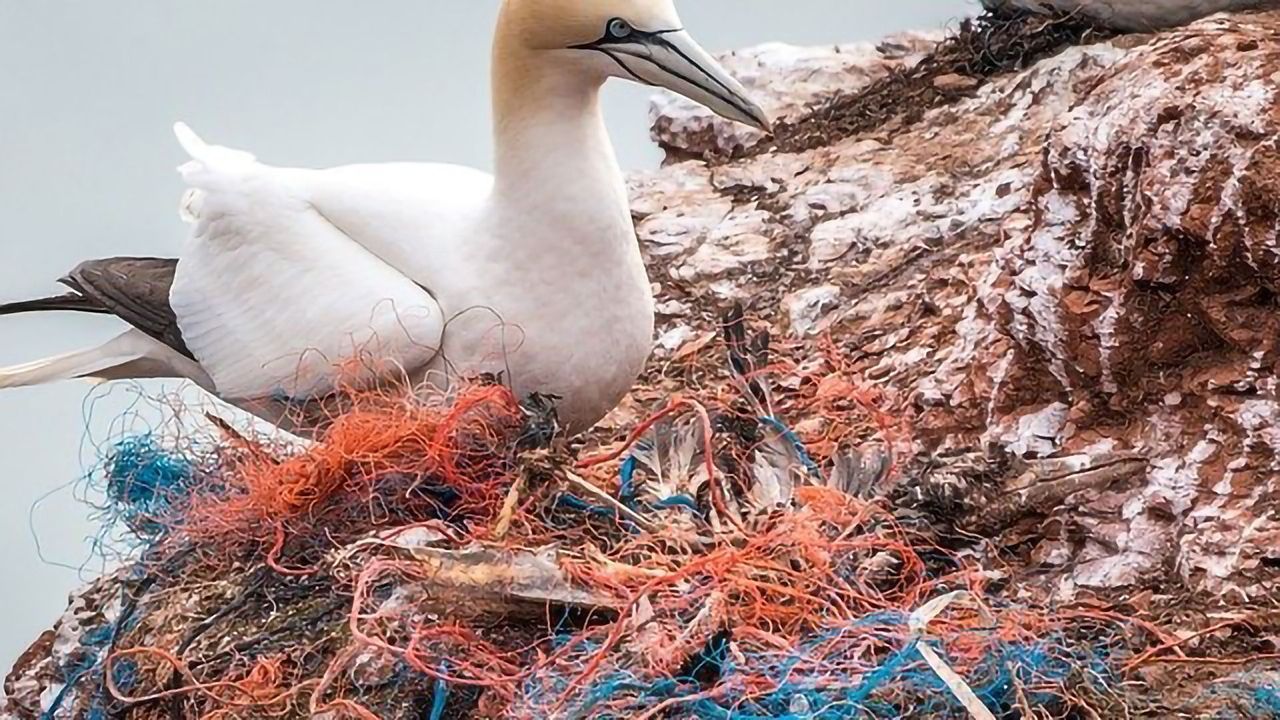 Major Change Needed To Resolve the Plastic Crisis