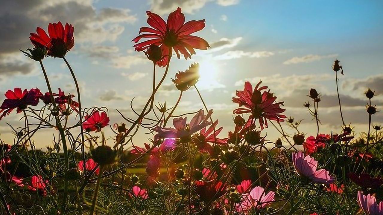 How Plants Avoid "Sun Burn"