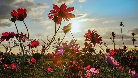 How Plants Avoid "Sun Burn"