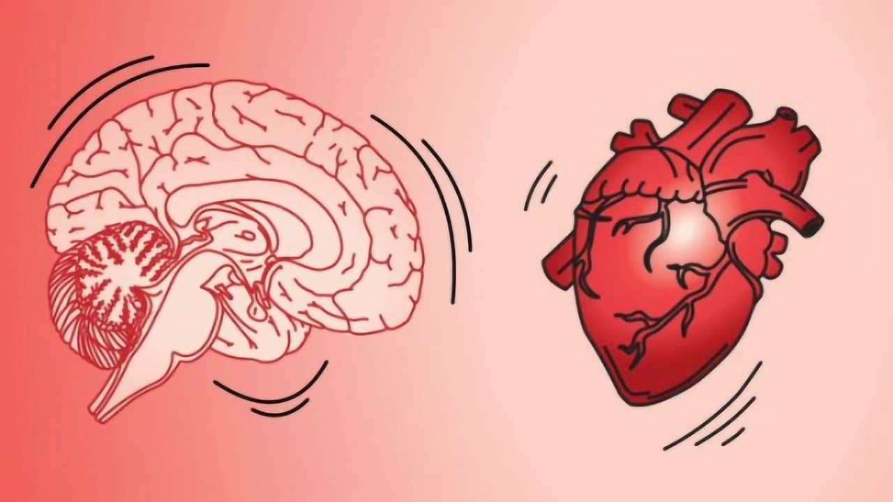 Researchers Found That the Brain Jiggles When the Heart Beats, and It's Helping Them Classify Neurons