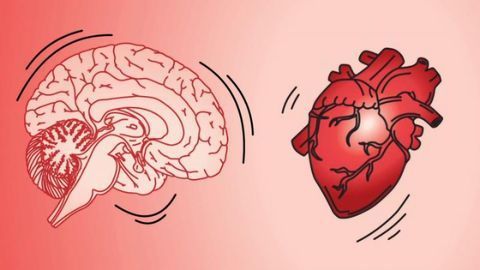 Researchers Found That the Brain Jiggles When the Heart Beats, and It's Helping Them Classify Neurons