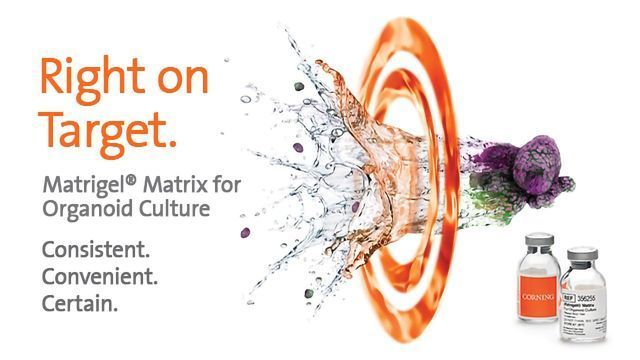 Corning® Matrigel® Matrix for Organoid Culture | Technology Networks