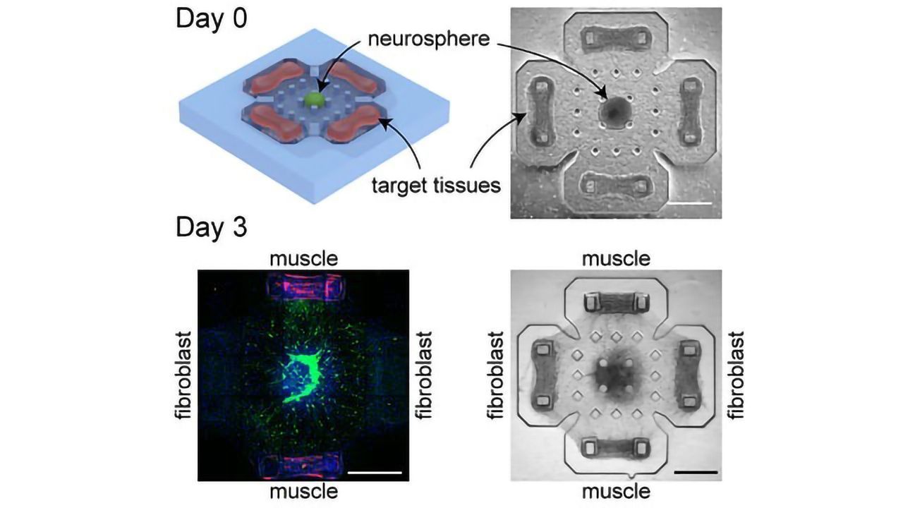 Muscles and Neural Networks Interact in Biohybrid Machines