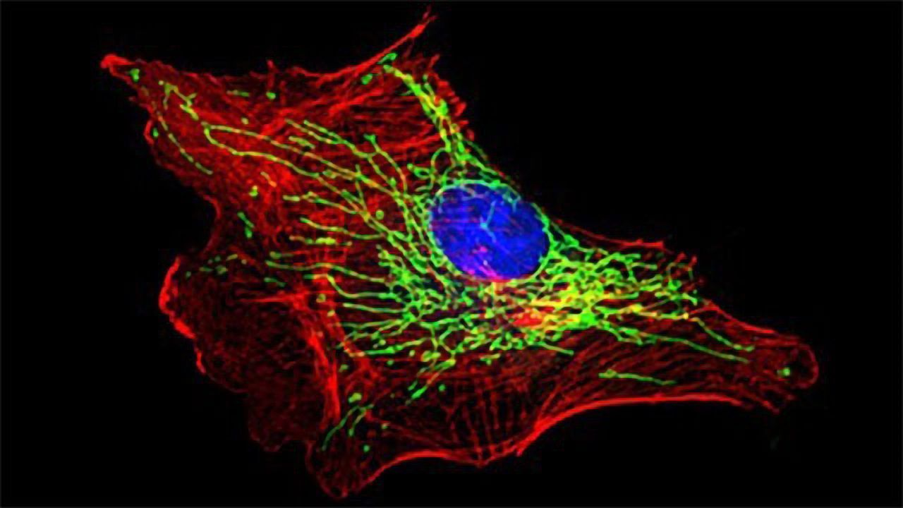 Sensing Infection, Suppressing Regeneration