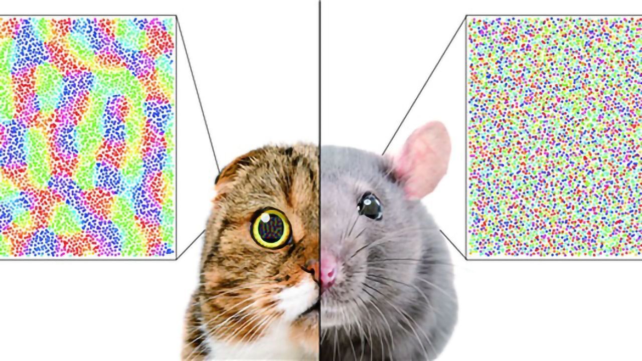 Single Ratio Predicts the Organization of the Mammalian Visual Cortex