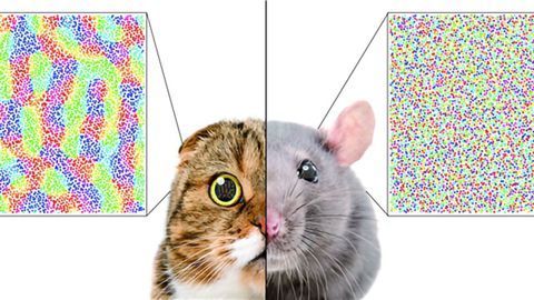 Single Ratio Predicts the Organization of the Mammalian Visual Cortex