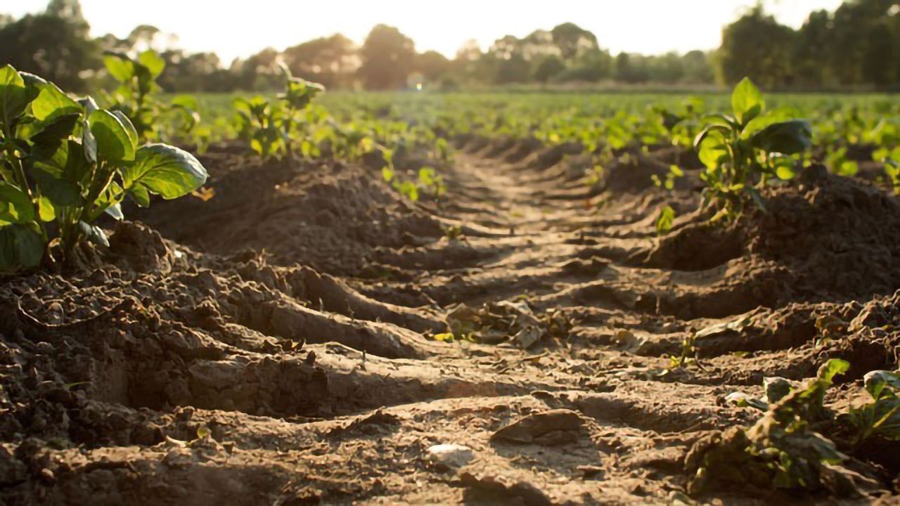 Happy Microbes, Healthy Soil