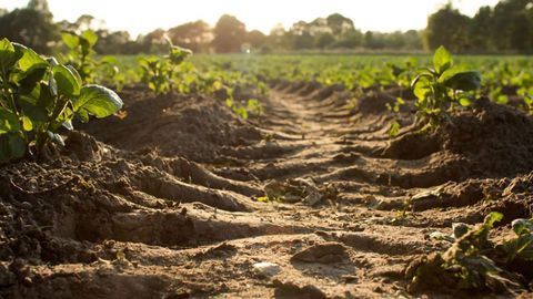 Happy Microbes, Healthy Soil