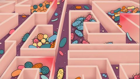 As You Age, So Does Your Microbiome