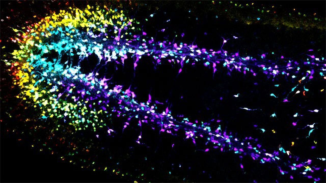 Mathematical Rules Show How Neurons Develop Into Brains